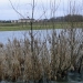 Ensisheim étang 2 janvier 2013