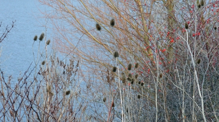 Ensisheim étang 3 janvier 2013