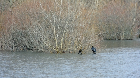 Ensisheim étang 4 janvier 2013