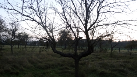 Verger novembre 2014